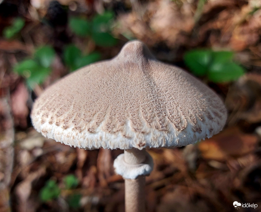 Karcsú őzlábgomba szép kalapja