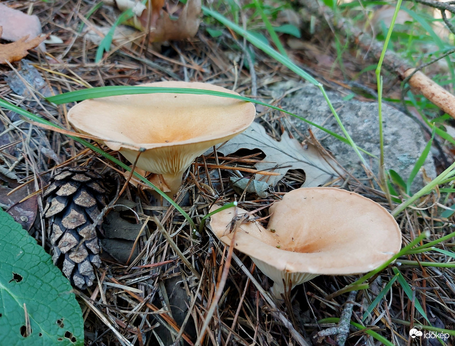Sereges tölcsérgomba.