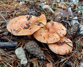Ízletes rizikék csendélete