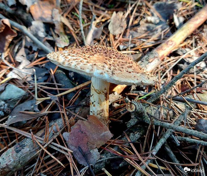 Tüskés őzlábgomba