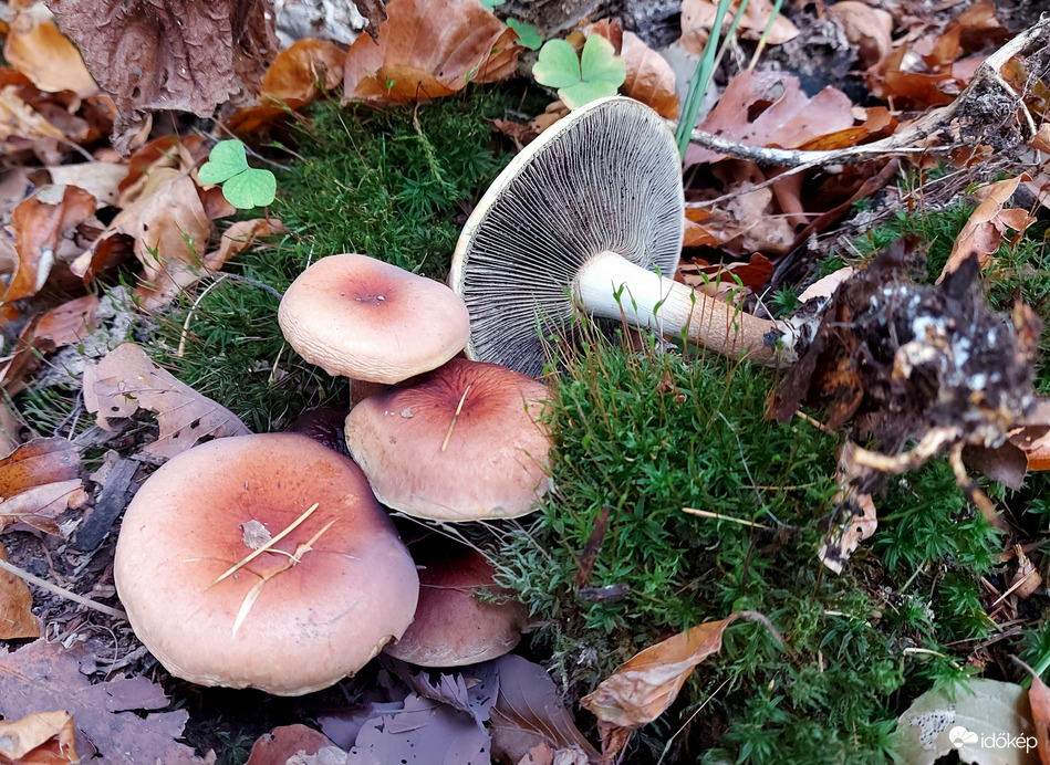 Vöröses kénvirággomba