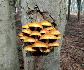 Rozsdasárga tőkegomba.