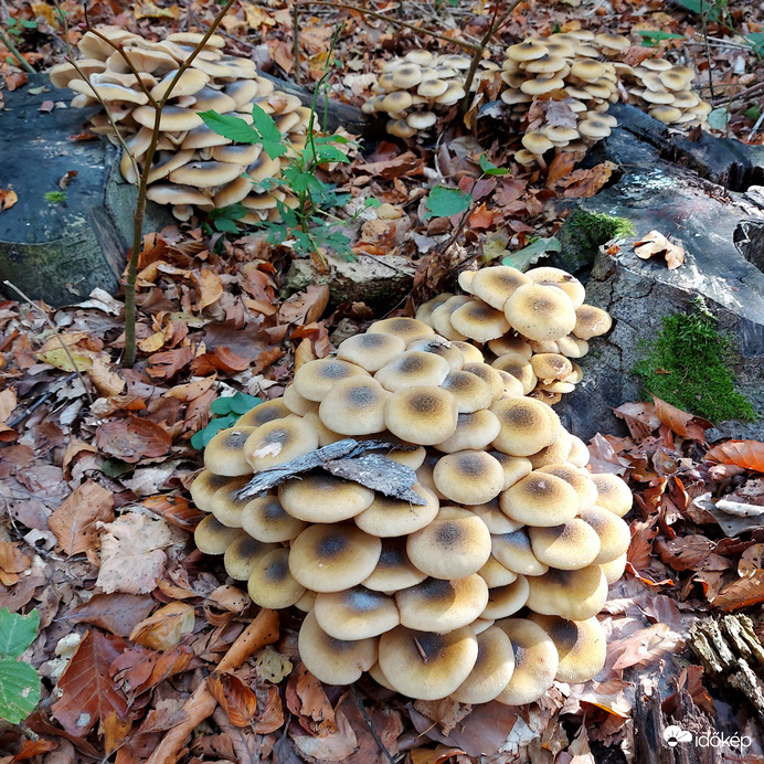 Gyűrűs tuskógombák