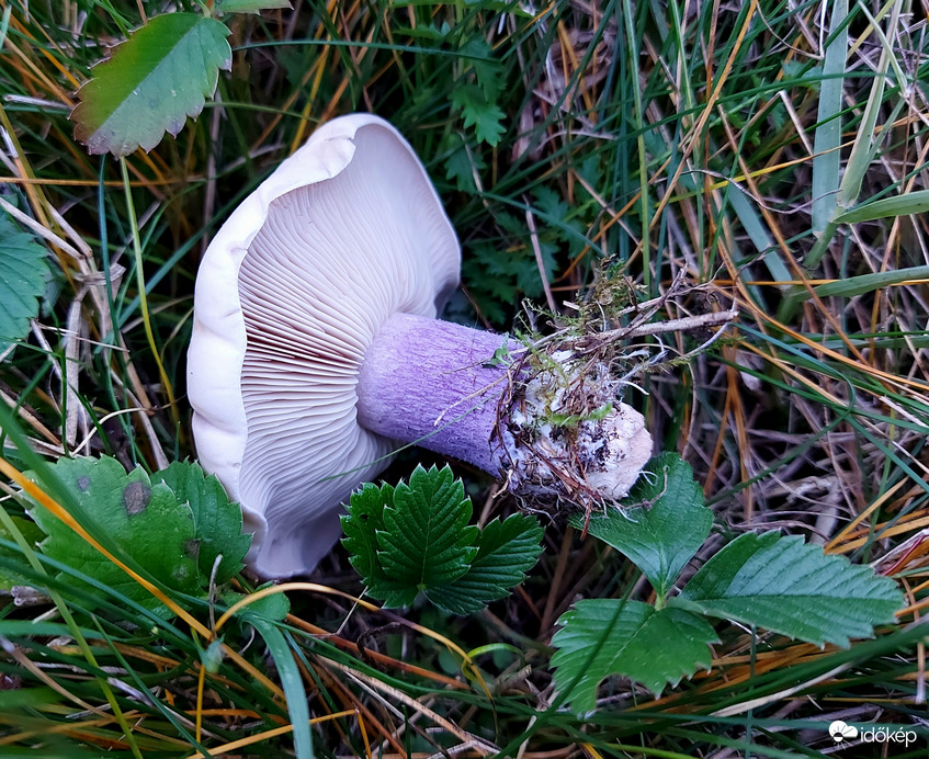 Lilatönkű pereszke