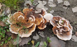 Rőt likacsosgomba