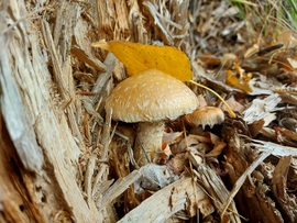 Nyárfa-tőkegombák