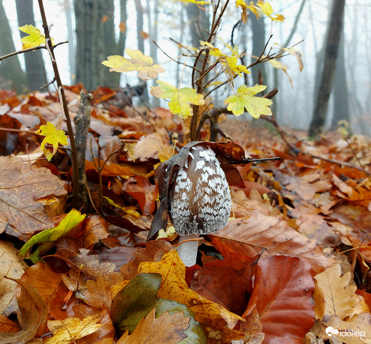 Harkály tintagomba.