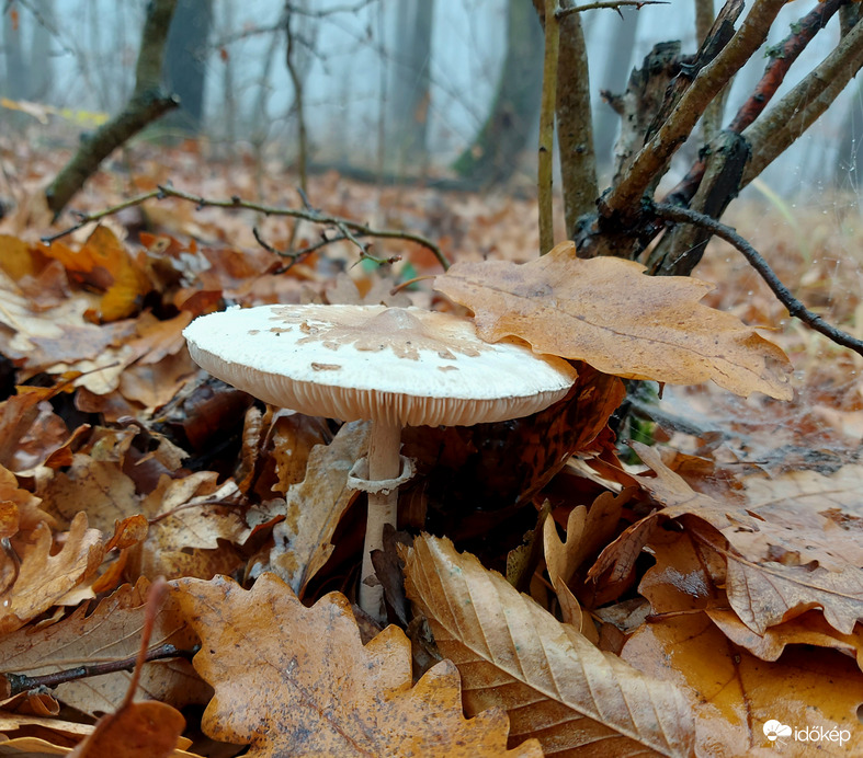 Karcsú őzlábgomba.