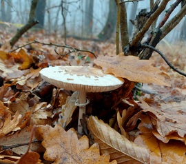 Karcsú őzlábgomba.