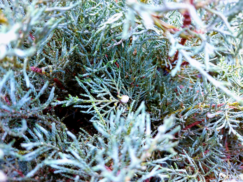 ...örökké zölden.