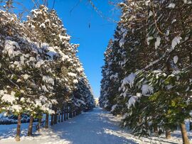 Kaposvár Szabadság park 1
