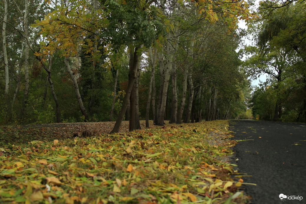 A környék összes postása ide jár.