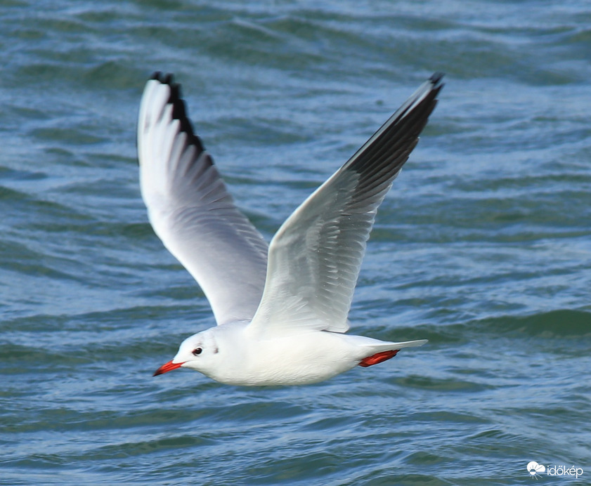 ... kishal vadászaton ...