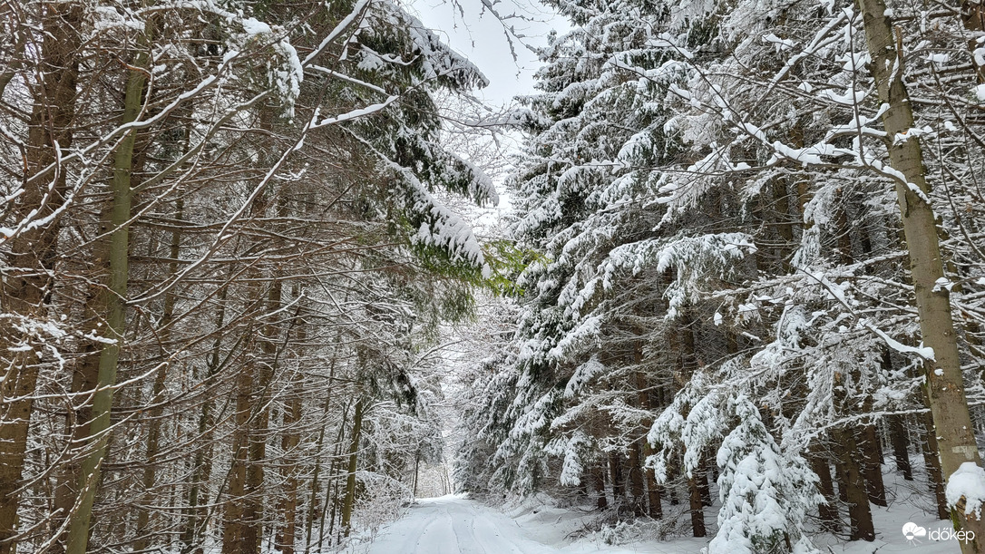Kis zöld a világos-sötét rengetegben
