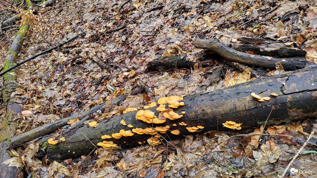 Szinte világít a szürkeségben