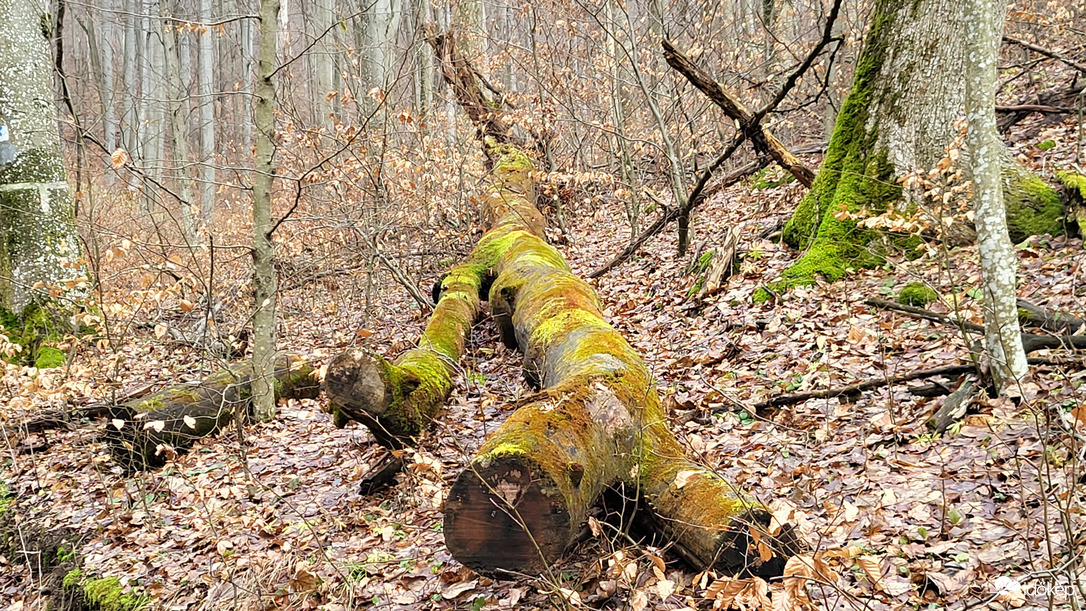 Még hogy a tél nem színes..