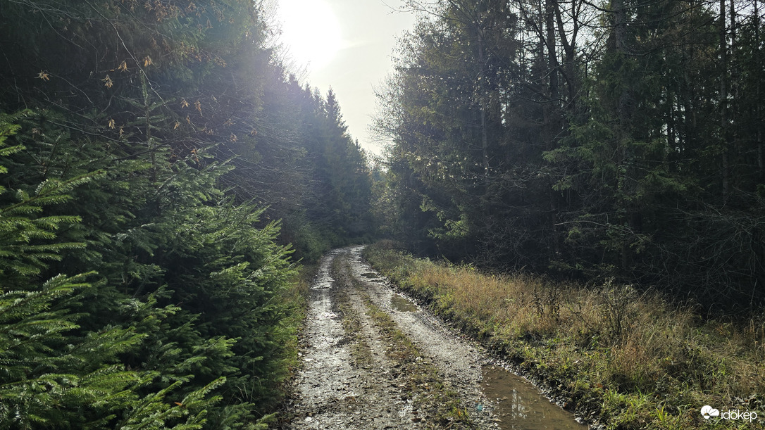 Erdei út a rengetegben