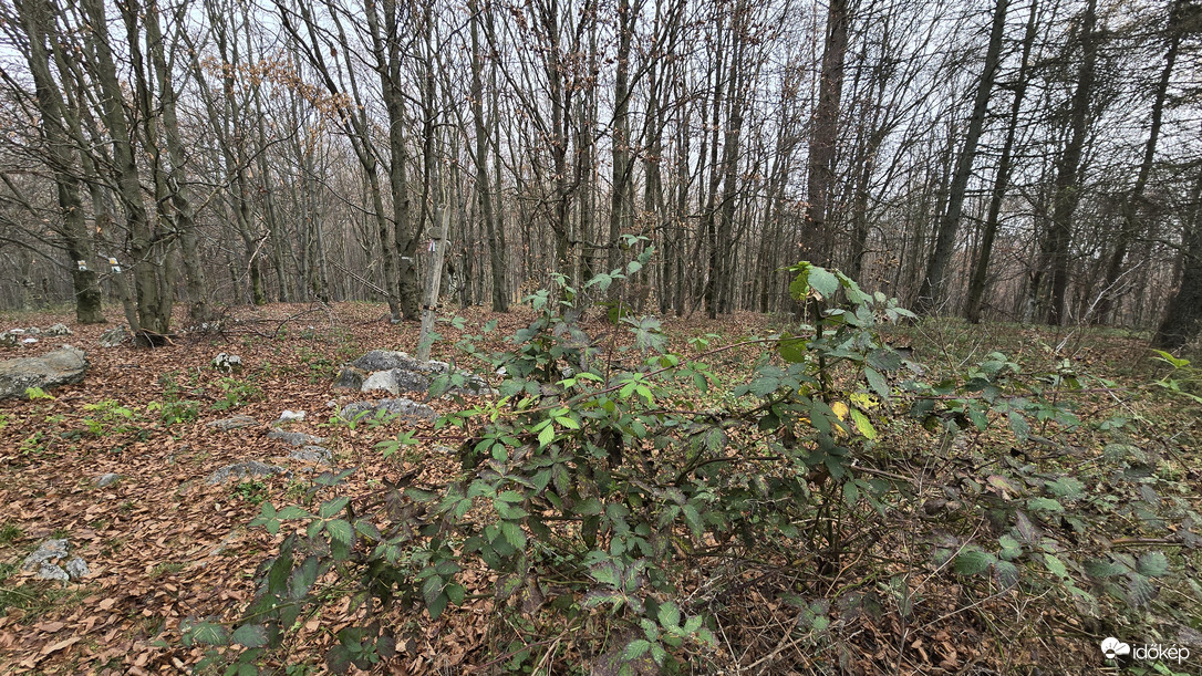 A Bükk legmagasabb szedrese