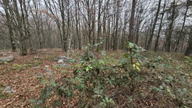 A Bükk legmagasabb szedrese