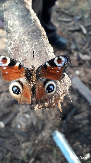 Amikor tévedünk egy évszakot(vagy kettőt)