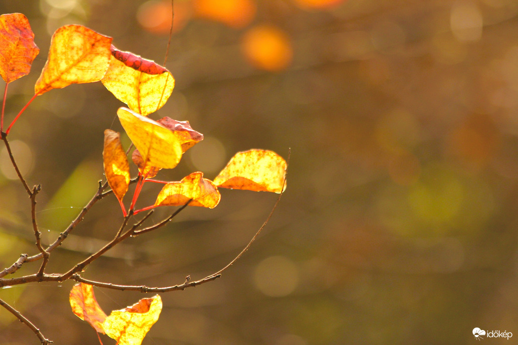Az ősz minden színe