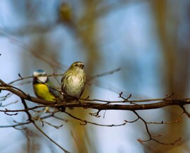 Lassan fel kell tölteni az etetőket