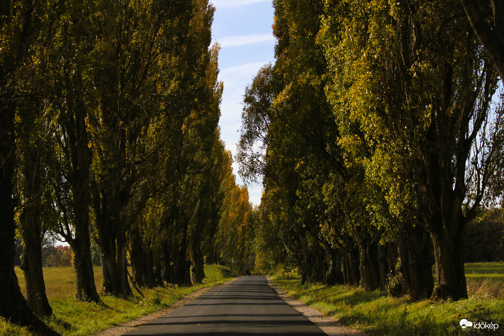 Ahol a fák összeérnek