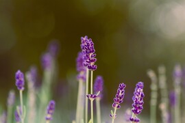 Levendula őszi újravirágzása