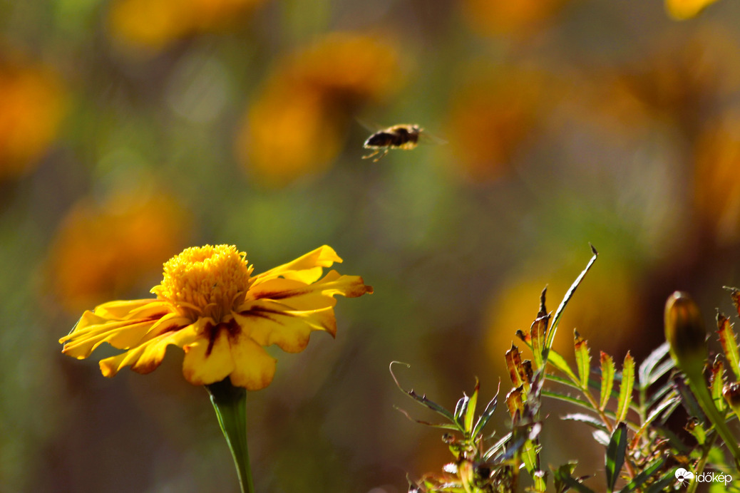 A méhecskék még dolgoznak