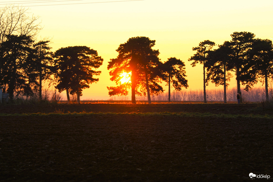 Fenyők közt kukucskáló
