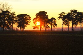 Fenyők közt kukucskáló