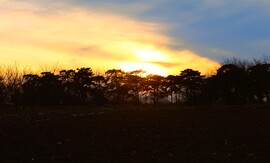 Fenyves allé estefelé