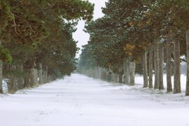 Fenyves allé téli pompában