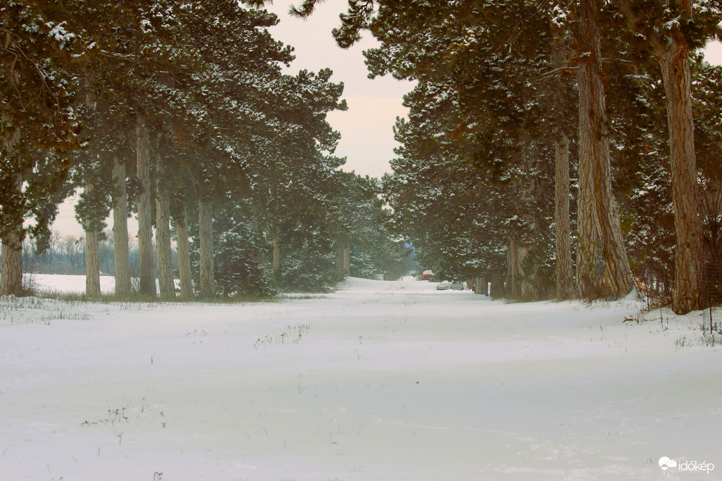 Fenyves allé téli pompában