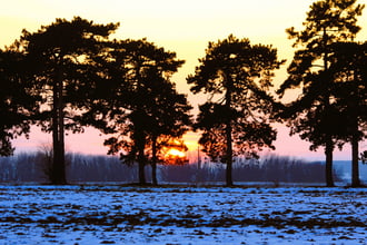 Megpihent még a fák ágain