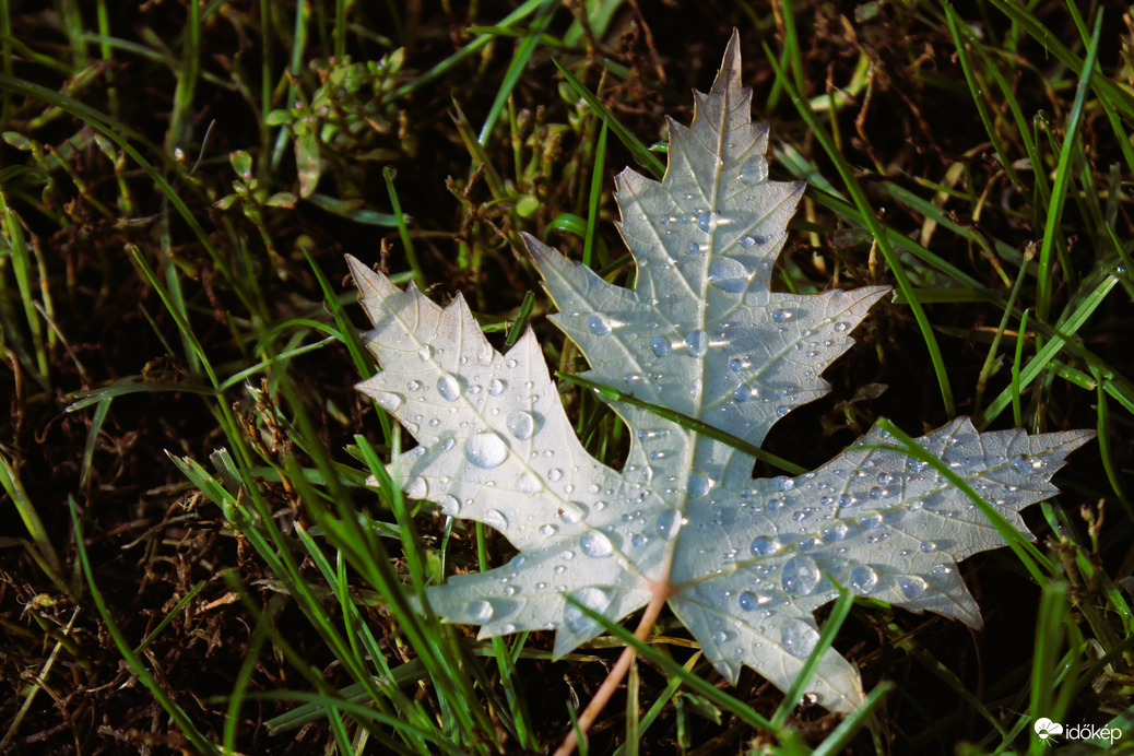 Hajnali eső cseppjei egy őszi falevélen
