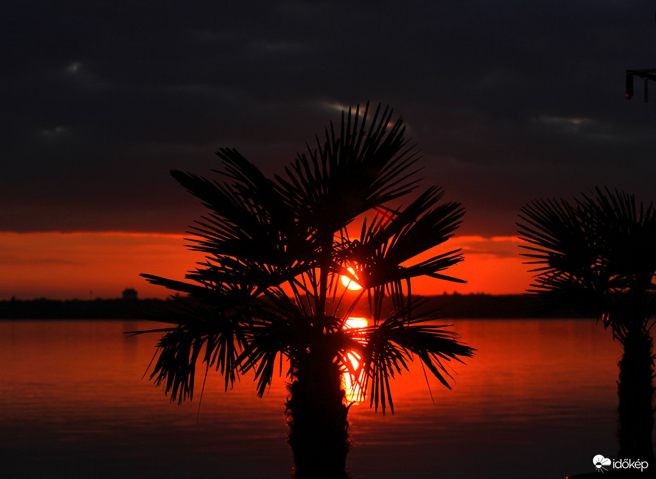 Pálmák közt megbújva