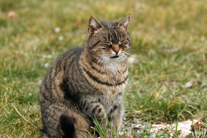 Meditáló macska várja a tavaszt :-)