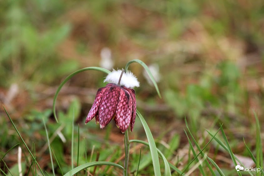 Tollpihés kockás liliom