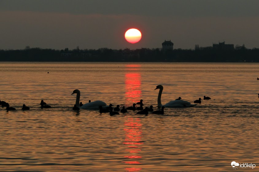 Tyúkok jobbra, hattyúk balra