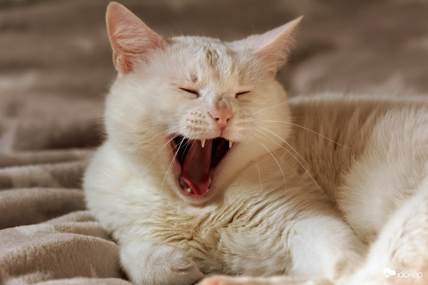 Az igazi tavaszi fáradtság :-)