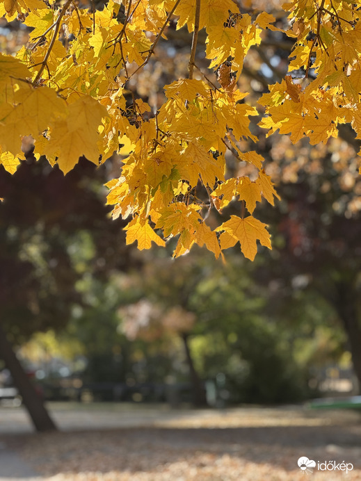 Őszbe öltözve