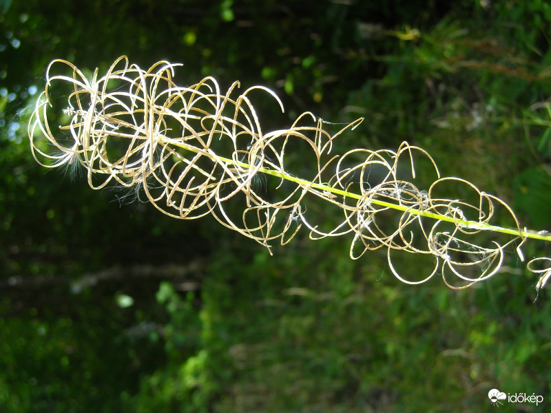 Ómassa, magoktól megszabadulva...