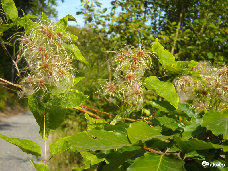 Ómassa, őszi napfényben 