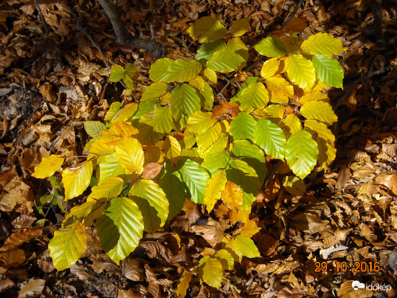 Miskolc, Ómassa felé