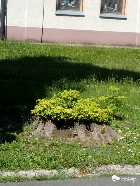 Azért is élni akarok