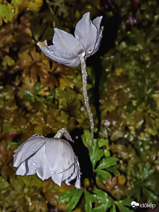 Szellőrózsa őszi virága