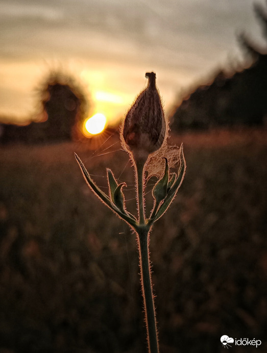 Fohász