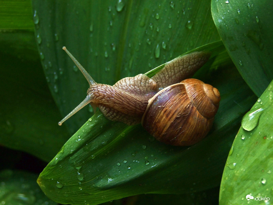 Ugye szép vagyok? :)