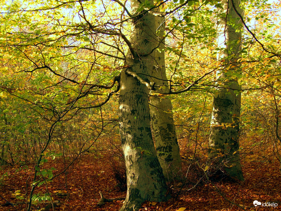 Félig ősz... vagy tán egészen az? 